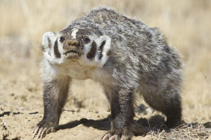 American badger - mobbler, striker on ram American badger - mobbler, striker on ram